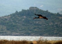 25 Black Stork Lesvos 2009 (600 x 422).jpg