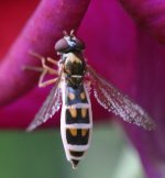 unknown-hoverfly.jpg