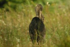 Black-Stork-(54).jpg