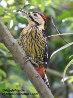 Darjeeling Woodpecker.jpg