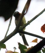 grey-headed parrotbill.jpg