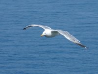 L1330440_Yellow-legged Gull.jpg