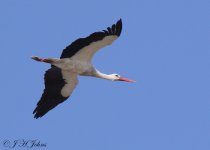 white-stork-4814.jpg