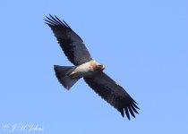 booted-eagle-5220.jpg