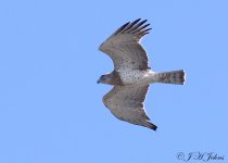 short-toed-eagle-5316.jpg