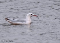 slender-billed-gull-6379.jpg