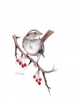 White throated Sparrow reduced.jpg