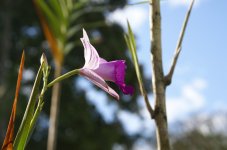 Ceiba orchid sp.jpg