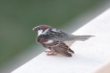 Spanish Sparrow 100310 sm.jpg