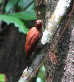 Cinnamon Woodpecker.jpg