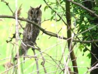 Long eared Owl.JPG