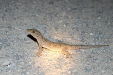 Turkish Gecko spain 2.jpg