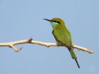 Green-Bee-eater.jpg