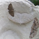 moths 22 June 003.jpg