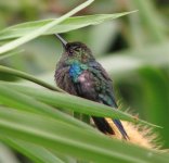 Unknown Gaital hummingbird.jpg