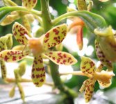 Yellow orchid flowers.jpg