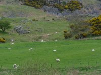 Sheep, Gorse and Outcrops at, Ken Dee [].JPG
