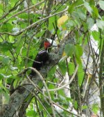 Linneated Woodpecker.jpg