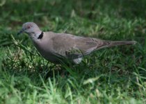 African Mourning Dove.jpg