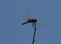 Red-Dragonfly.jpg