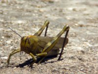 the grasshopper.jpg