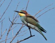 Bee-eater.jpg