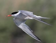Common-Tern.jpg