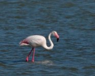 Flamingo2.jpg