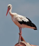 White-Stork.jpg