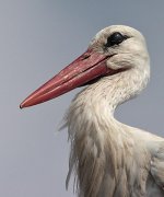 White-Stork2.jpg