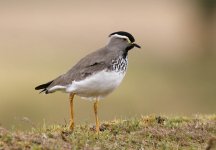 Spot-breasted Lapwing c.jpg