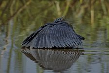 Black Egret 3.jpg