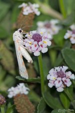 White Moth 140910-1751-a.jpg
