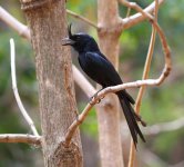 073 Crested drongo.JPG
