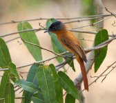 075 Madagascar paradise flycatcher.JPG