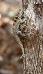 076 Spiny-tailed iguana.JPG