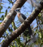 083 Crested coua.JPG