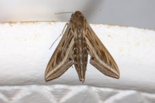 z insects 1z Hawk Moth Silver striped ESPICHE 1610101.jpg