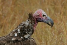 Lappet-faced Vulture headshot.jpg