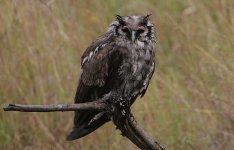 Verreaux's Eagle Owl in the rain.jpg
