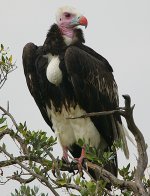 White-headed Vulture.jpg