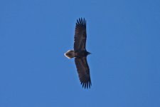 x1Raptors Vulture Egypitan 1 Cape St Vincent 1110101.jpg