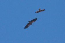 x1Raptors Vulture Griffon & Buzzard Cape St.Vincent 1410101.jpg