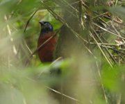 100 Red-breasted coua.JPG