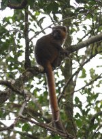 025 Golden bamboo lemur.JPG
