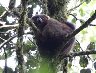 028 Red-bellied lemur.JPG