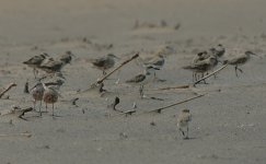Curlew Sandpipers with Greater and Lesser Sandplovers.jpg