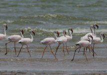 Lesser Flamingo at Sabaki rivermouth.jpg
