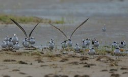 White-cheeked, Common, Lesser Crested and Greater Crested Terns with African Skimmers.jpg