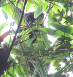 030 Greater bamboo lemur.JPG